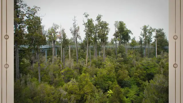 Video thumbnail for Types of Forests in the World: Unveiling the World's Diverse Forests