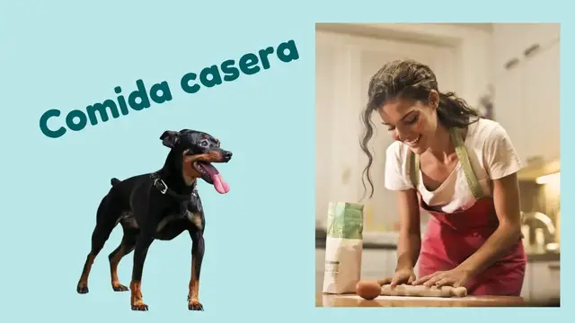 Video thumbnail for Comida casera para mini pincher 🐕 Con pollo