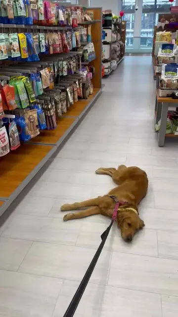 Video thumbnail for Stubborn Dog Refuses to Leave the Treat Aisle