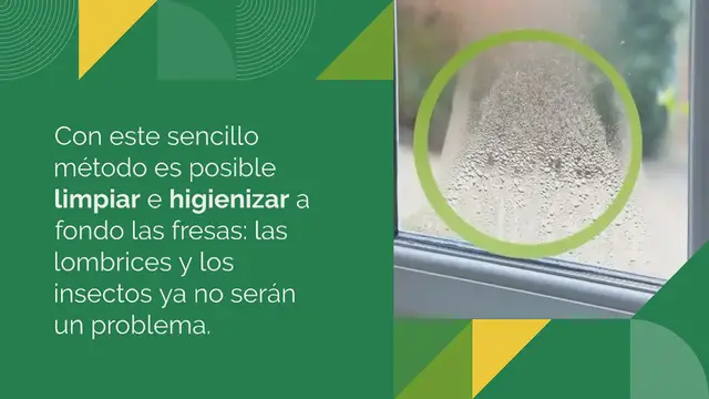 Video thumbnail for Fresas llenas de gusanos e insectos: cómo desinfectarlas fácilmente sin coste alguno