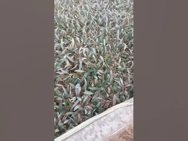 Video thumbnail for استخدامات الترا DRC Irrigation  على اشتال الزيتون المعاملة الأولى لطلب المنتج Drzyogo.com