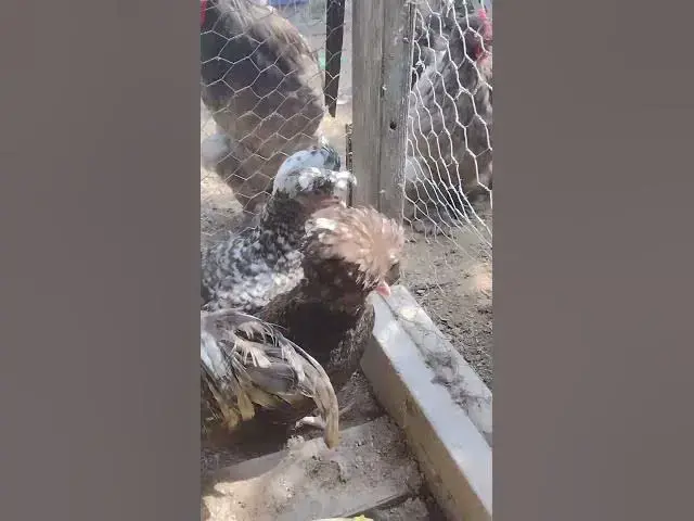 Video thumbnail for Bantam Cuckoo Polish Chicken #Shorts