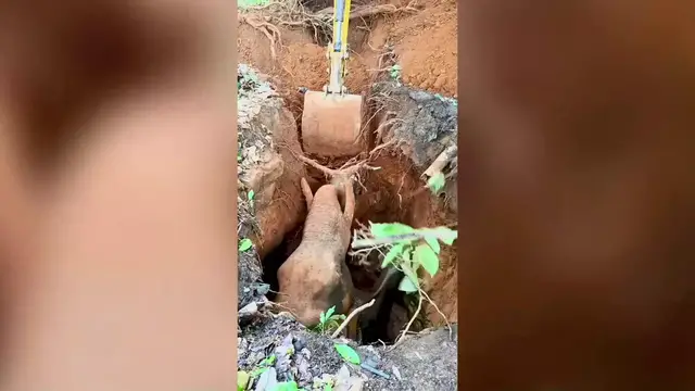 Video thumbnail for India: 15-year-old wild tusker falls into abandoned well, pulled out safely following gruelling 10 hours rescue.