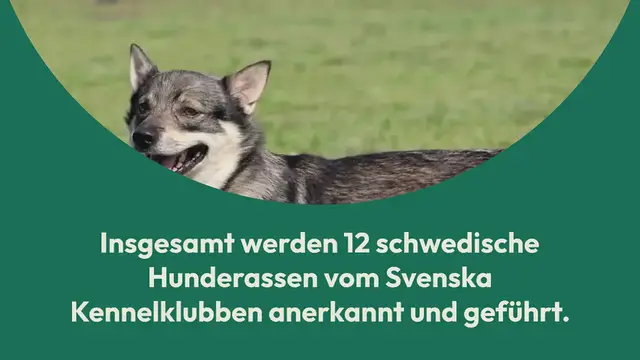 Video thumbnail for 12 Außergewöhnliche Schwedische Hunderassen (Mit Bildern)