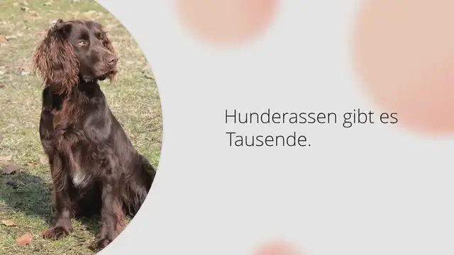 Video thumbnail for Deutscher Wachtelhund im Rassen-Porträt (Mit Bildern & Infos)