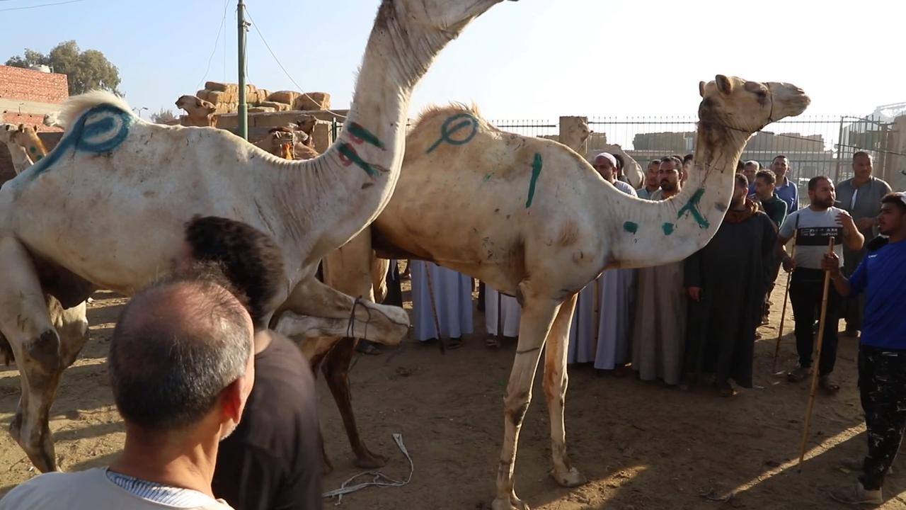 Video thumbnail for Egypt: Egypt’s largest camel market sees Eid al-Adha rush in Giza.