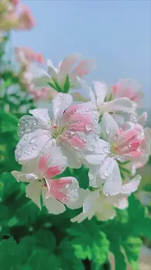 'Video thumbnail for Who does not want to get lost among these flowers!'