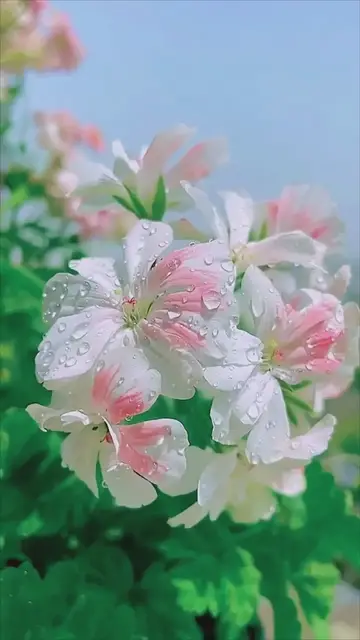 Video thumbnail for Who does not want to get lost among these flowers!