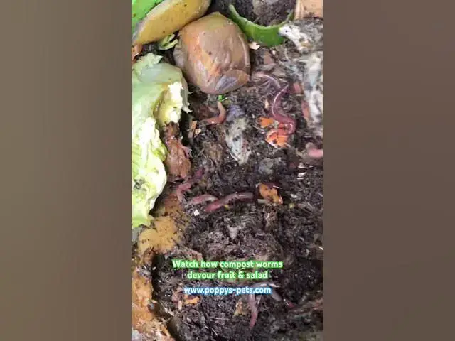 Video thumbnail for Colony of Compost Worms Turning Food Waste into Fertiliser #worms #wormbin