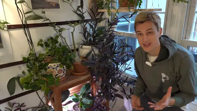 Video thumbnail for Tradescantia Indoors - Inch Plant - Complete Growing Guide & Propagation