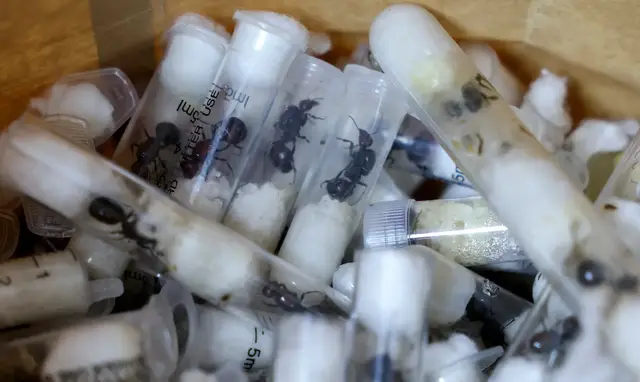 'Video thumbnail for ‘Ant Gang’ smugglers plead guilty to trafficking wildlife in Kenya'
