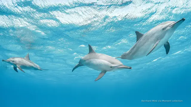 'Video thumbnail for Google unveils AI model to understand dolphin communication'
