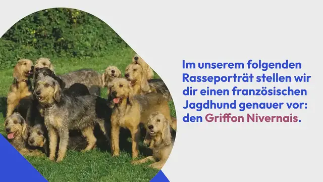 Video thumbnail for Griffon Nivernais im Rassenporträt (mit Bildern & Infos)