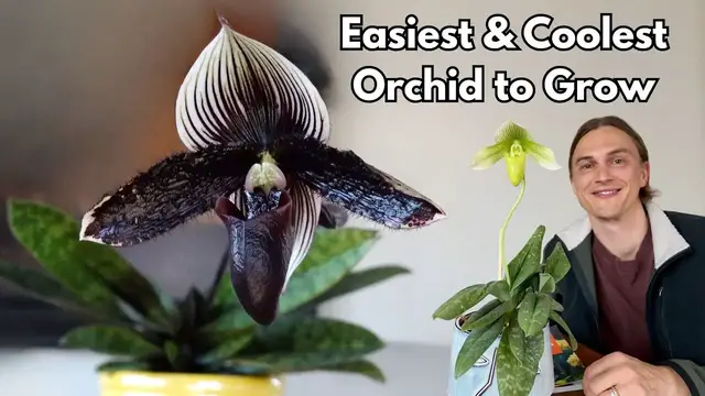 Video thumbnail for PAPHIOPEDILUM Orchid Growing Guide - How to Bloom, Repotting - Complete Tutorial
