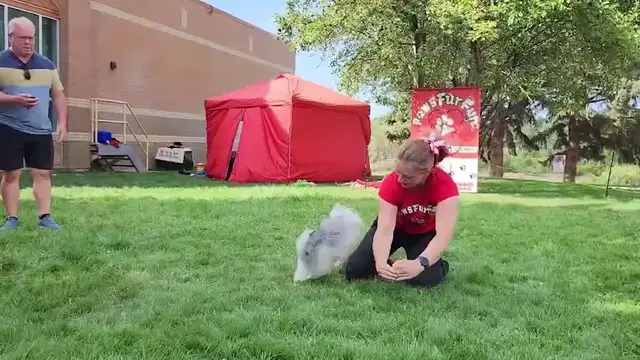 Video thumbnail for Fastest Time To Perform 10 Jumps Through A Humans Arms By A Dog
