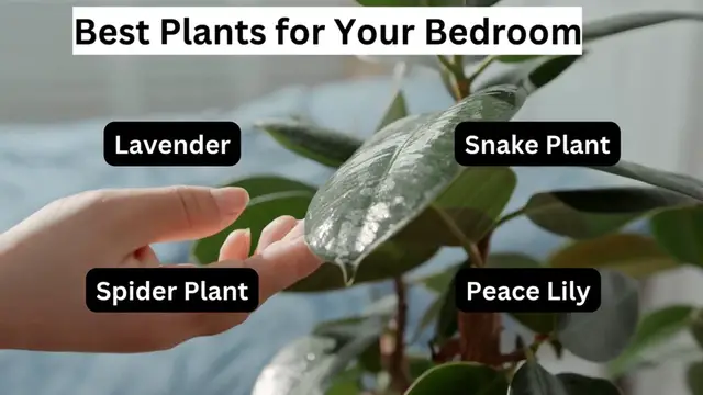 Video thumbnail for Best Plants for Your Bedroom