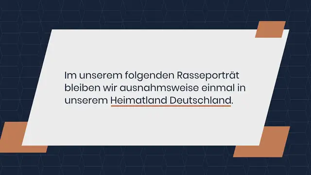 Video thumbnail for Kromfohrländer im Rassenporträt (mit Bildern und Infos)