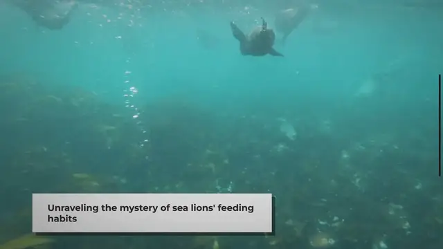 Video thumbnail for Do Sea Lions Eat Sharks? | The Truth Unveiled