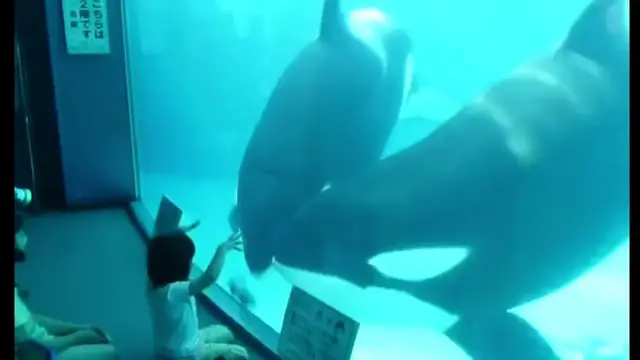 Video thumbnail for Child enjoys killer whale toy while observing real whales at aquarium