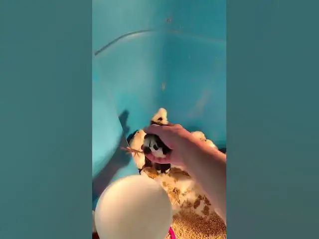 Video thumbnail for Mottled Houdan Baby Chicks Day 5 #Shorts