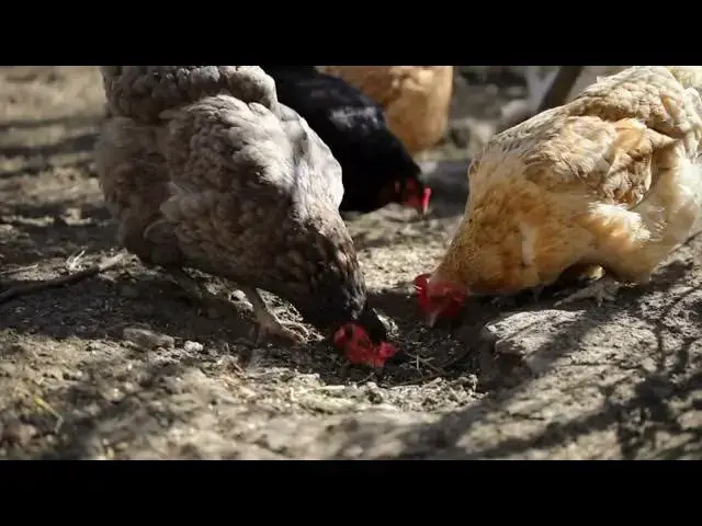'Video thumbnail for Solving Common Egg Laying Problems: Soft Shells, No Eggs, and More'