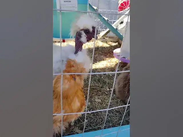Video thumbnail for Buff Silkie Hen #Shorts