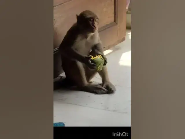 Video thumbnail for JAISHREERAM ♥️ #shreeram #merehanuman #ytviral #ytshorts #youtubetrending