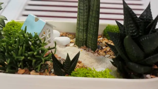 Video thumbnail for How to Decorate with Succulent Plants