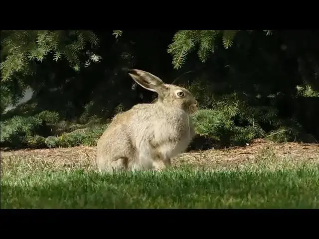 'Video thumbnail for Rabbit Care: Is It Really That Simple?'