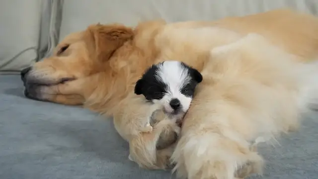 Video thumbnail for Puppy Plays Before Curling Up for a Nap on a Golden Retriever in China