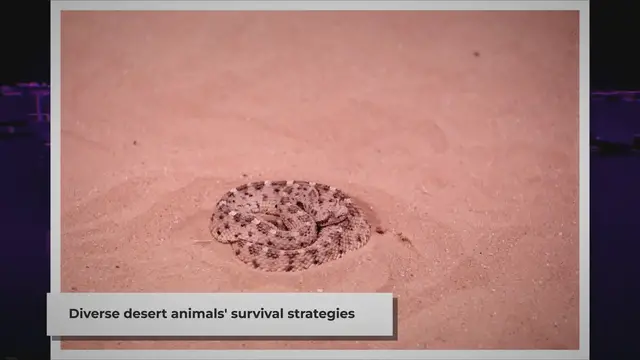 'Video thumbnail for Desert Dwellers: A Glimpse into the Lives of Arid Animals'