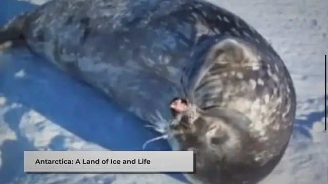 'Video thumbnail for Antarctica: A Haven for Unique Wildlife'