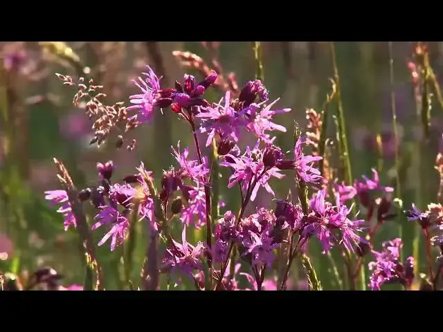 Video thumbnail for POLSKIE KWIATY