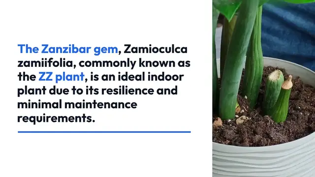 Video thumbnail for Growing Zanzibar Gem Indoors