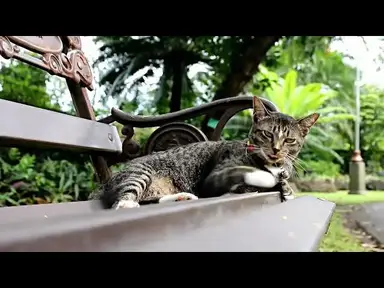 'Video thumbnail for Why do cats love cardboard boxes so much?'
