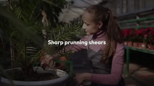 Video thumbnail for How To Prune A ZZ Plant