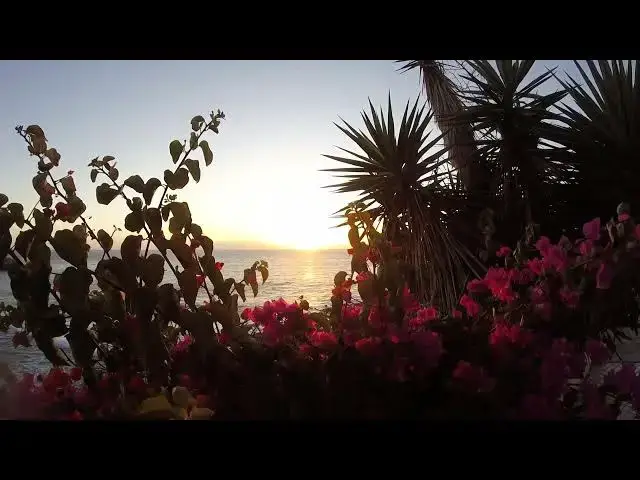 Video thumbnail for Flowers in Ocean Zone