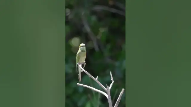 Video thumbnail for Green bee-eater exotic birds #shorts