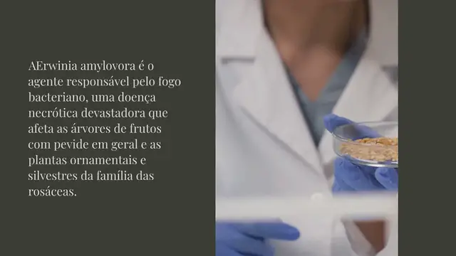 Video thumbnail for Fogo bacteriano