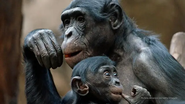 Video thumbnail for Is the 'alpha male' a myth? New research in primates may debunk theory