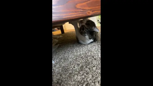 Video thumbnail for Cat Takes an Upside-Down Walk Under the Bed in Hilarious Clip