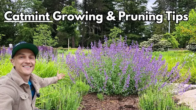 Video thumbnail for CATMINT - Growing & Pruning Tips for Maximum Flowers (Nepeta spp.)