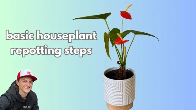 Video thumbnail for Easy HOUSEPLANT Repotting Steps for Beginners