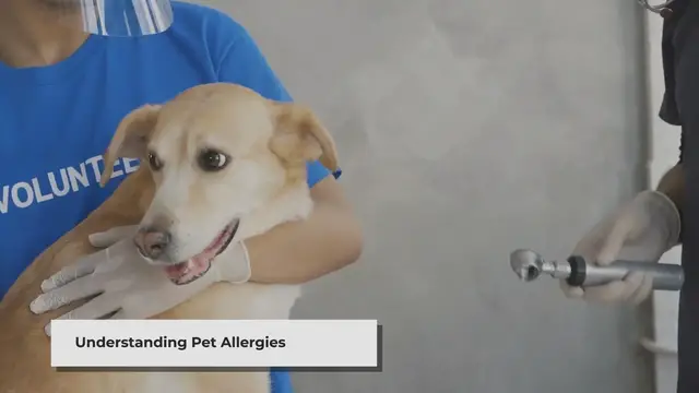 Video thumbnail for The Best Dog Food for Pet Allergies: A Comprehensive Guide