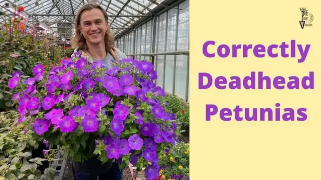 Video thumbnail for DEADHEADING PETUNIAS: The Correct Way to Clean Petunias