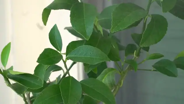 Video thumbnail for Indoor Plants That Purify Air – Breathe Fresh Naturally