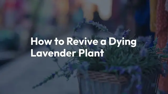 Video thumbnail for How to Revive a Dying Lavender Plant