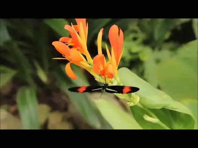 Video thumbnail for Butterfly Animation