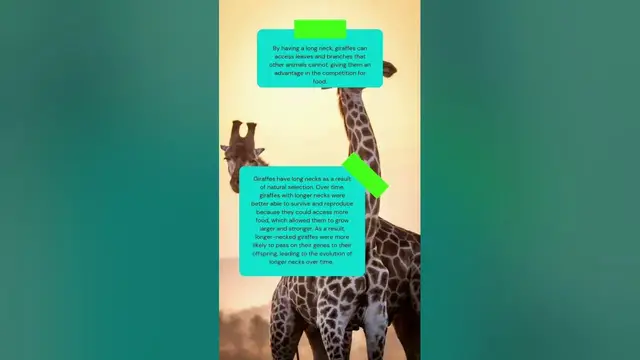 Video thumbnail for This is how long is giraffes neck #shorts