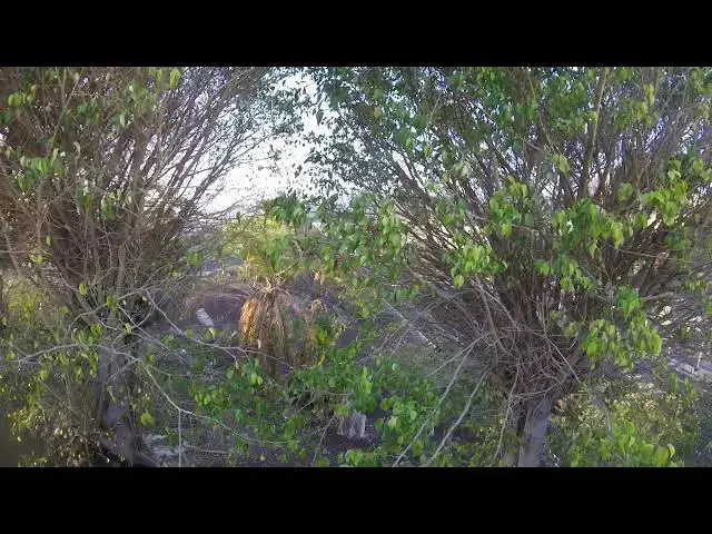 Video thumbnail for Plants in city